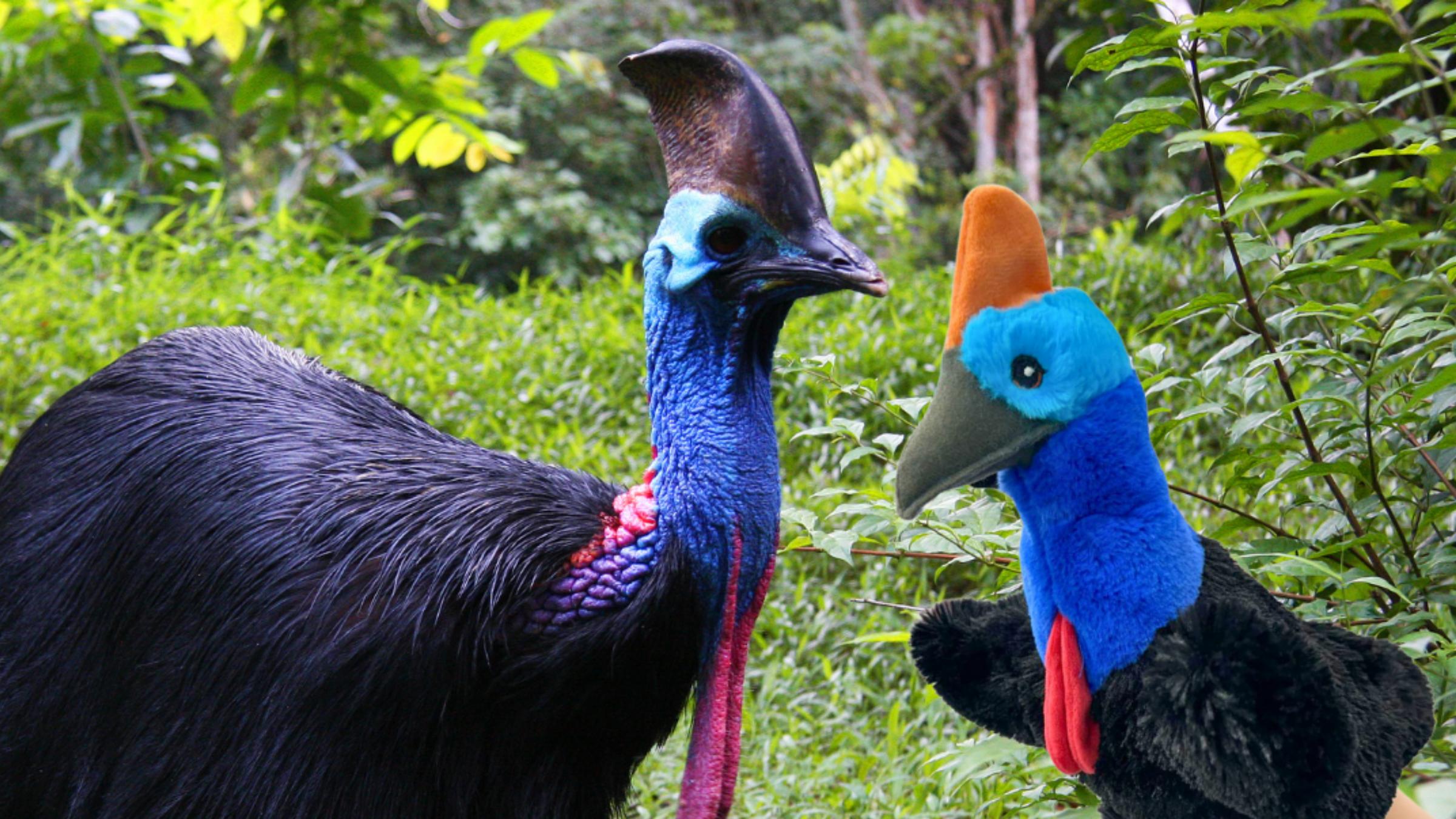 Australia hand puppet Eco Buddies recycled toys eco friendly puppet realistic native anial wildlife koala cassowary kangaroo wombat cockatoo