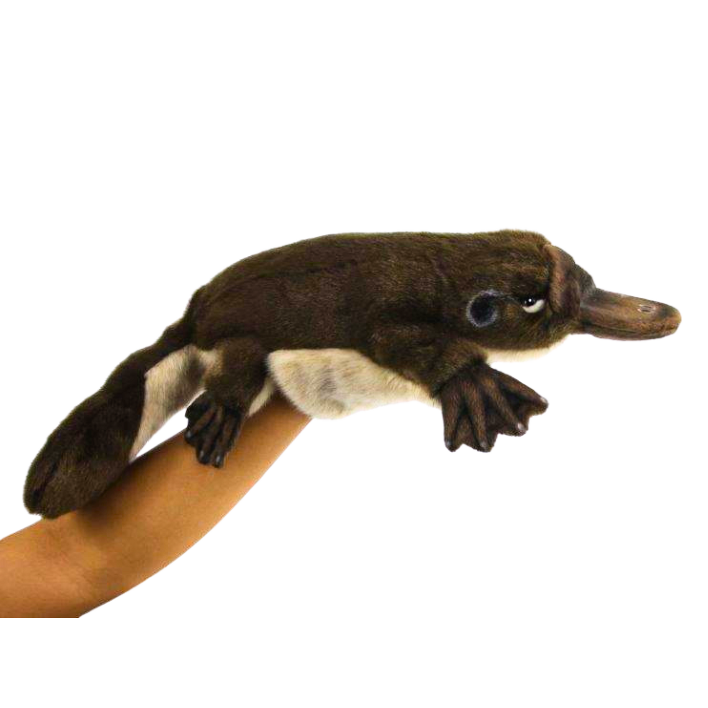 Australian platypus toys educational resources Aussie wildlife native animals