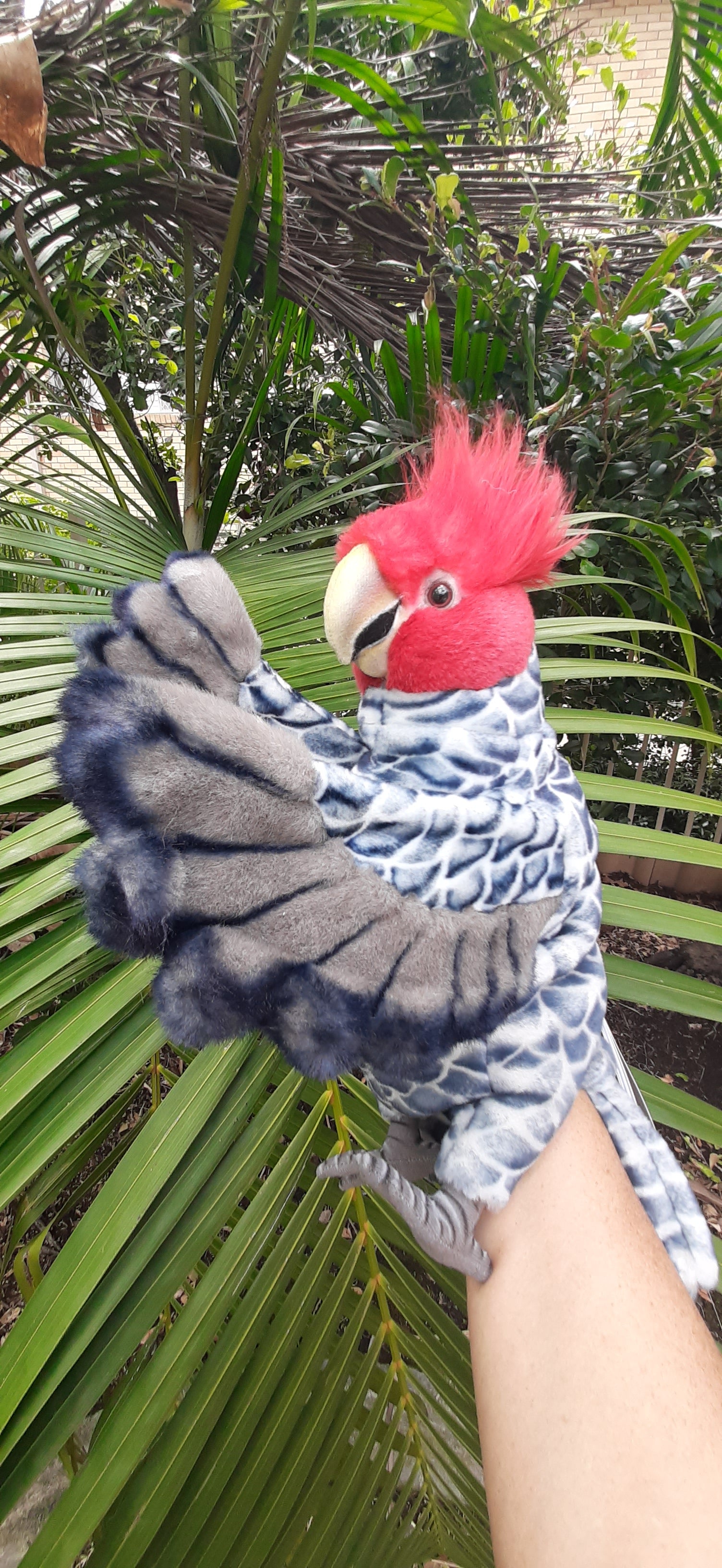 Australia hand puppets animal bird wildlife cockatoo parrot gang gang best