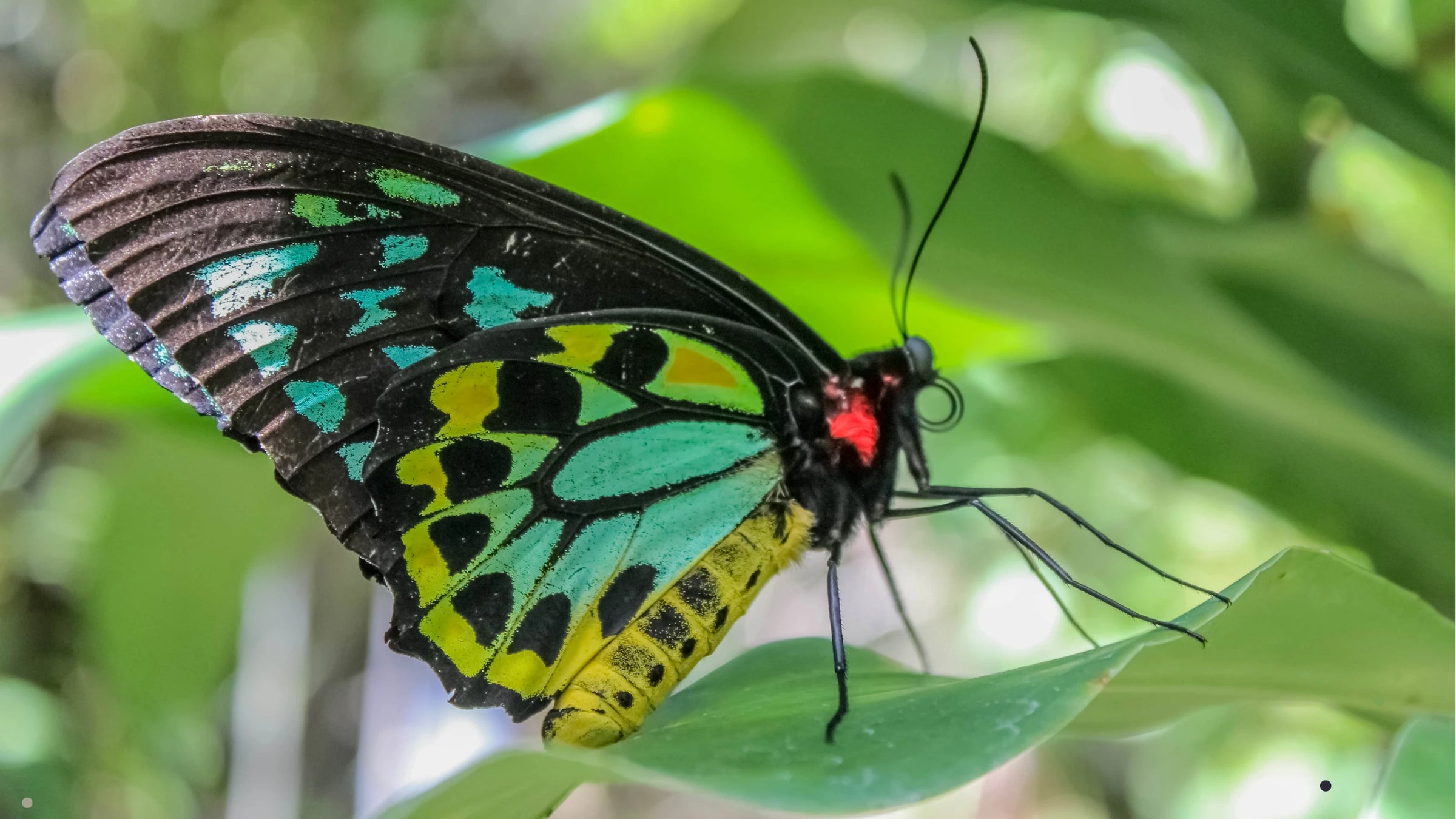 Australia kids toy native animal figurine realistic wildlife figure butterfly insect bug birdwing model schleich collectA mojo