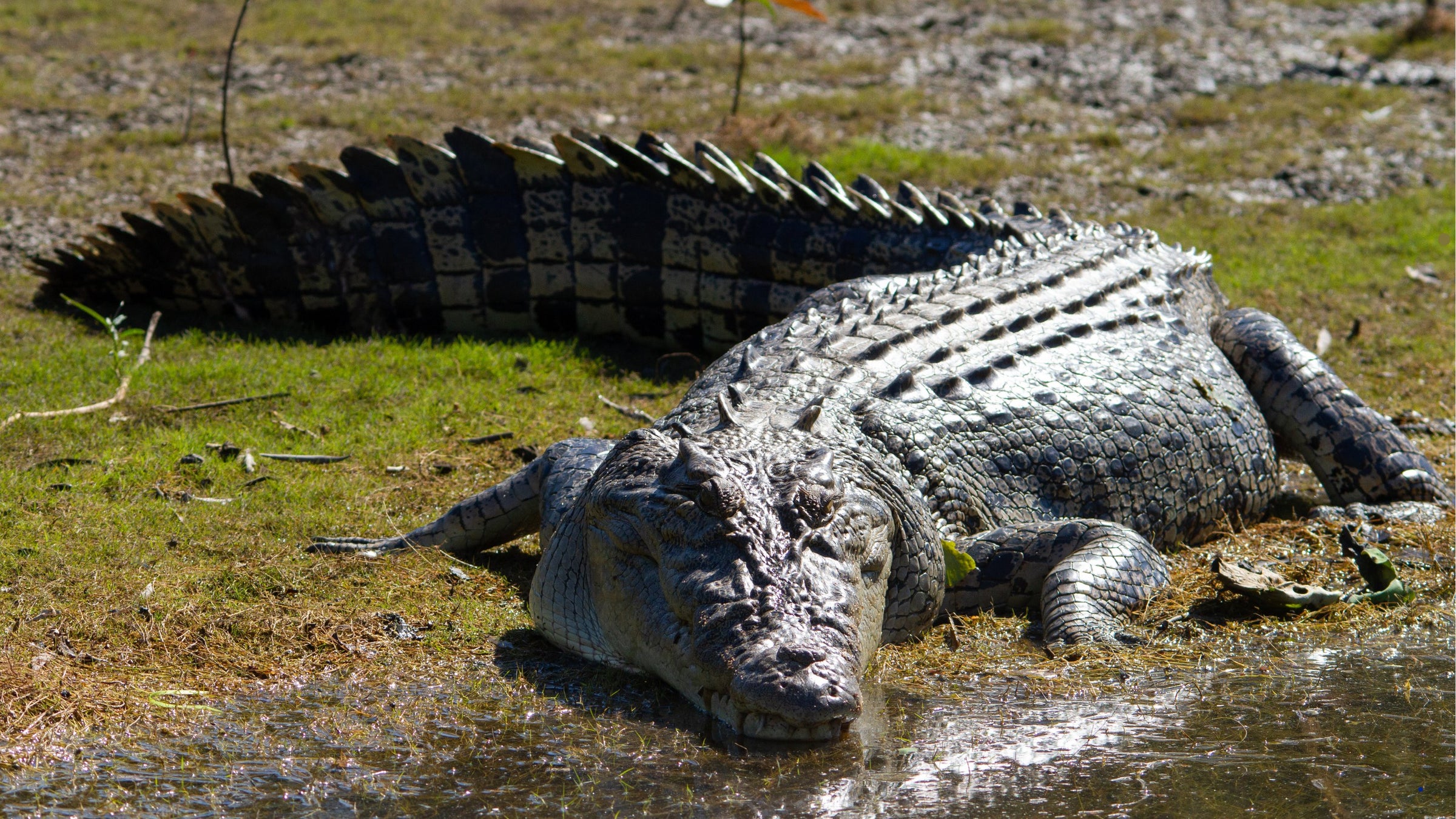 Australia saltwater crocodile toys animal figurines detailed realistic croc toys games books puzzles