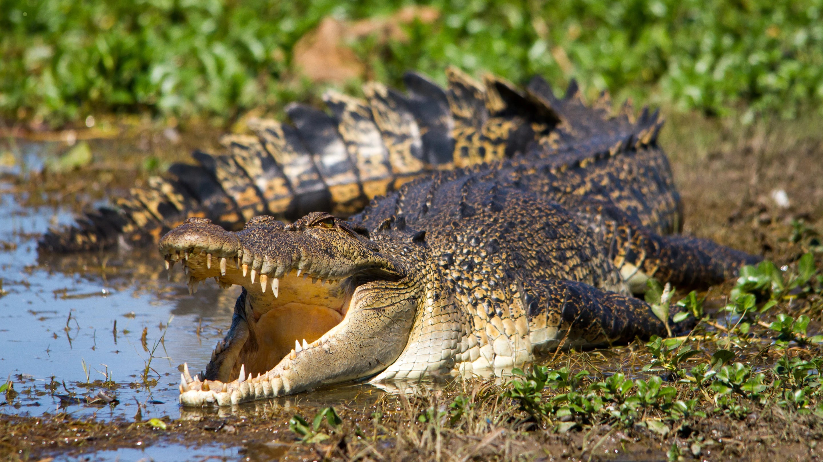 Reptiles and Amphibians