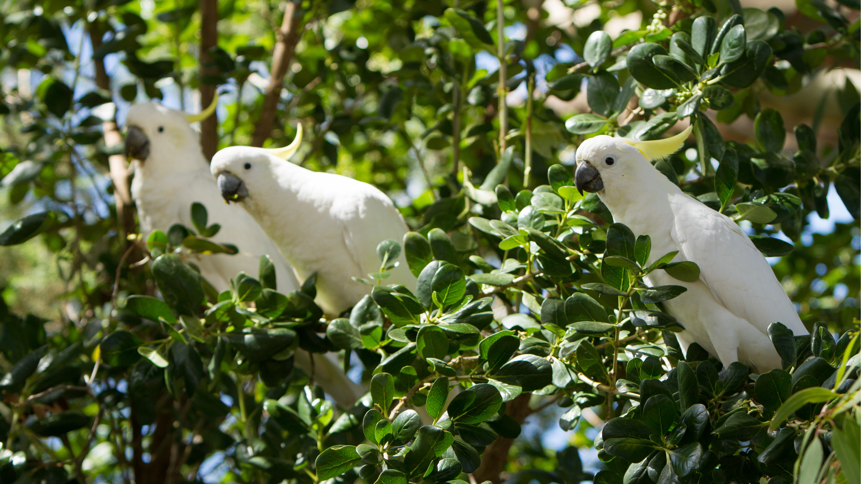 Birds