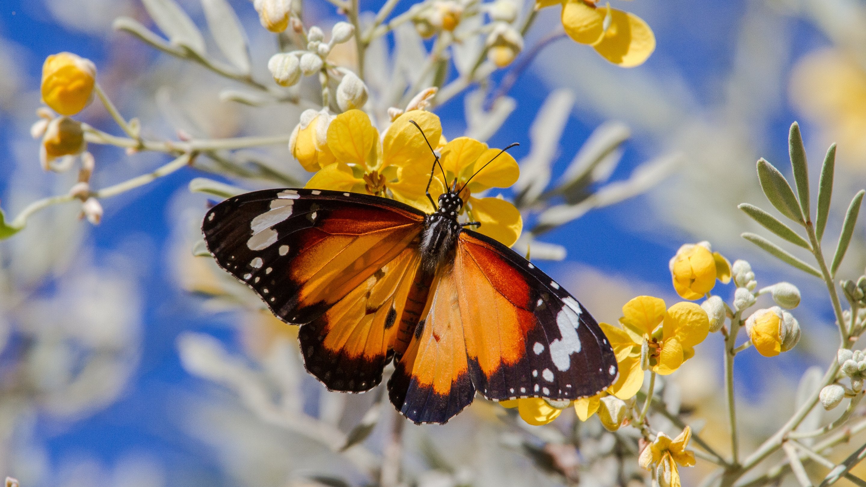 Insects/Minibeasts and Invertebrates