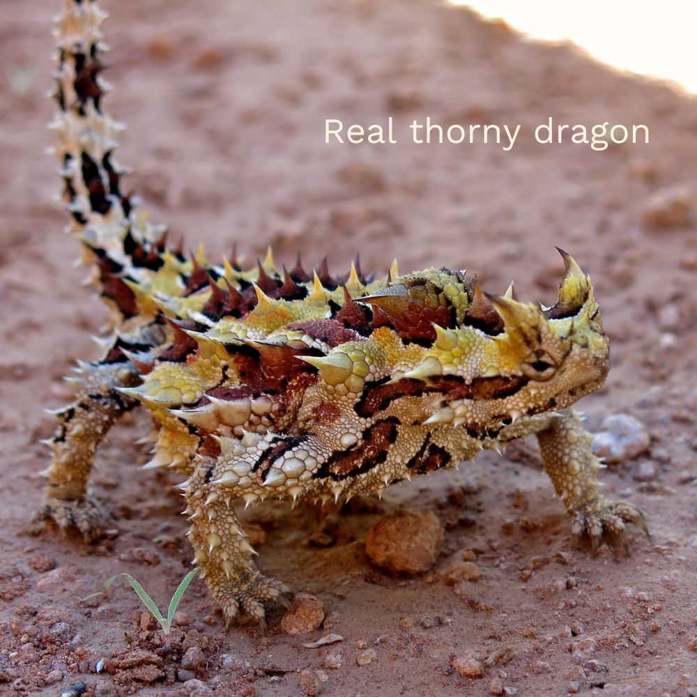 Australia thorny dragon fun fact kids toy figurine