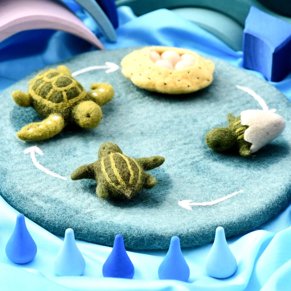 Australian sea turtle life cycle resource kids children