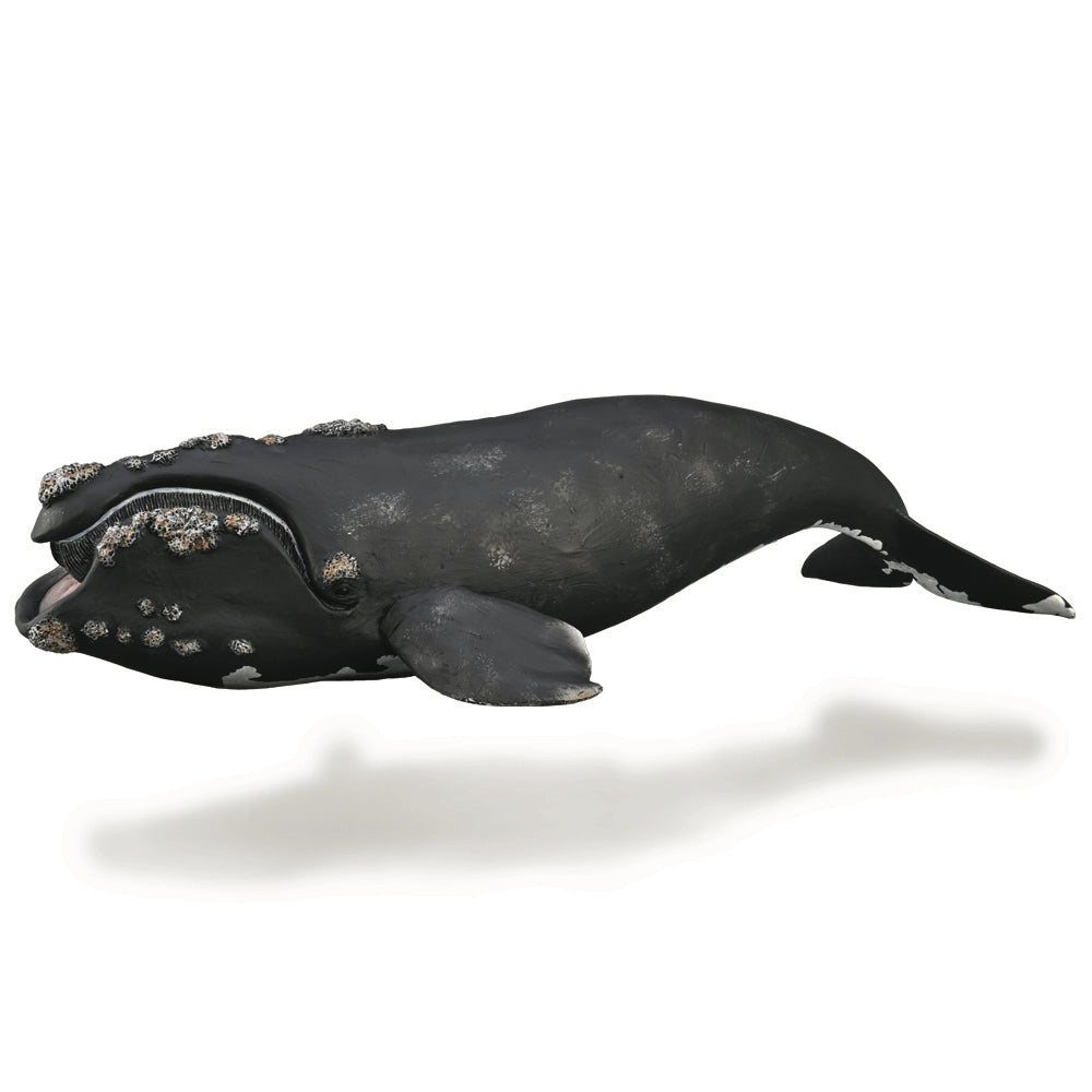 CollectA Australia right whale XL large sea mammals Schleich CO88740-88740