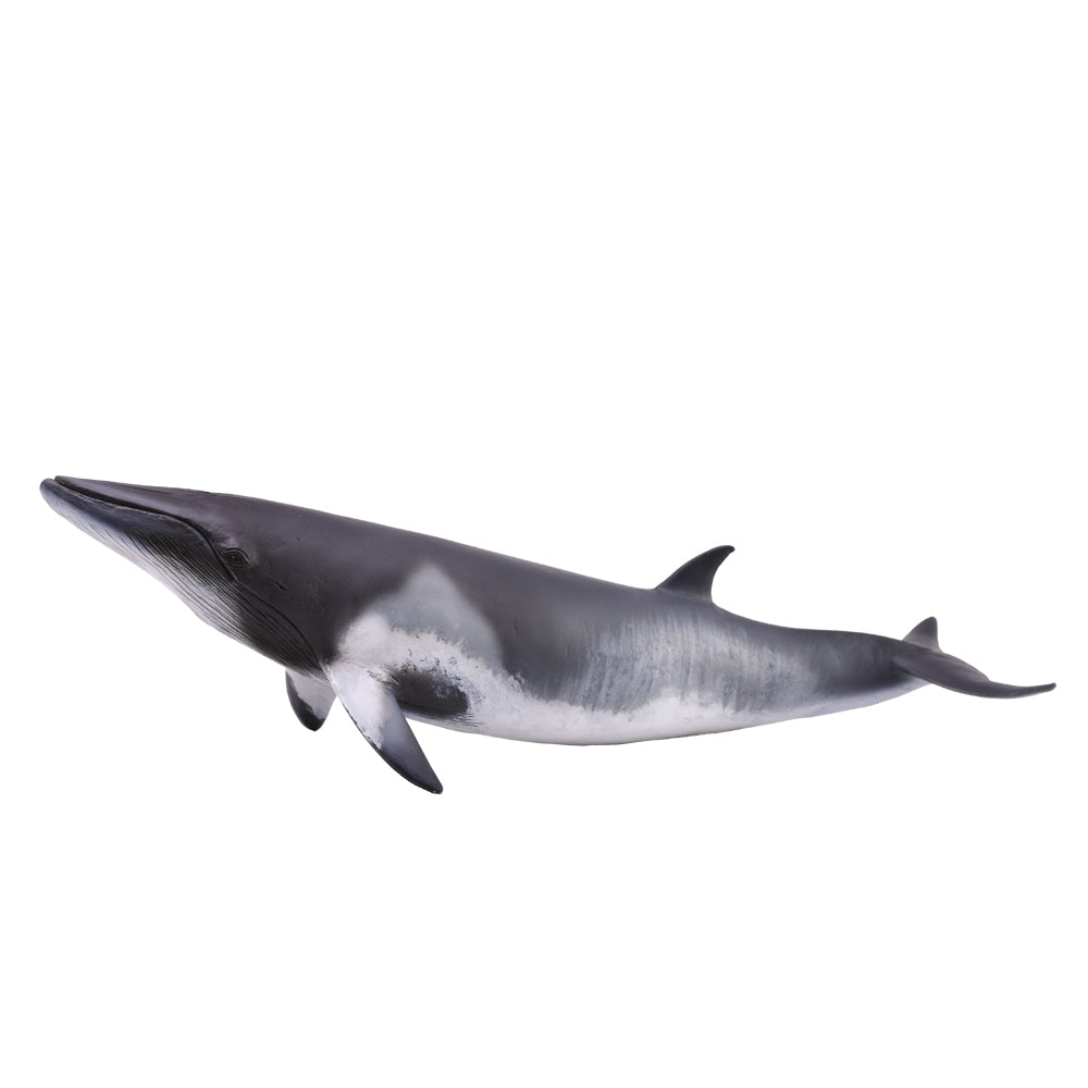 CollectA-minke-whale-XL-large-Schleich 88862 CO88862 Detailed Realistic Animal Figurine