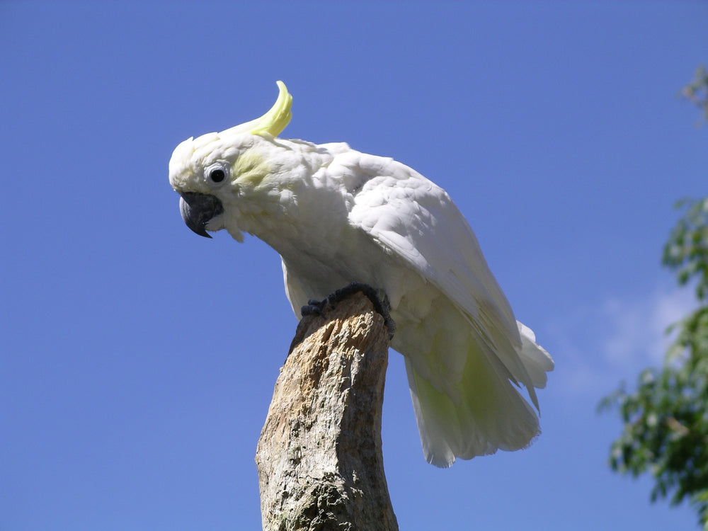 sulphur crested cockatoo bird Australian native