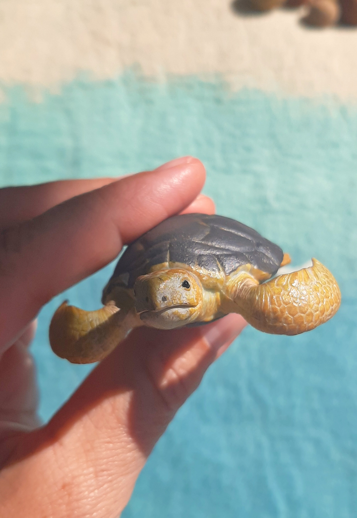 loggerhead sea turtle Australian native turtle toy replica figurine