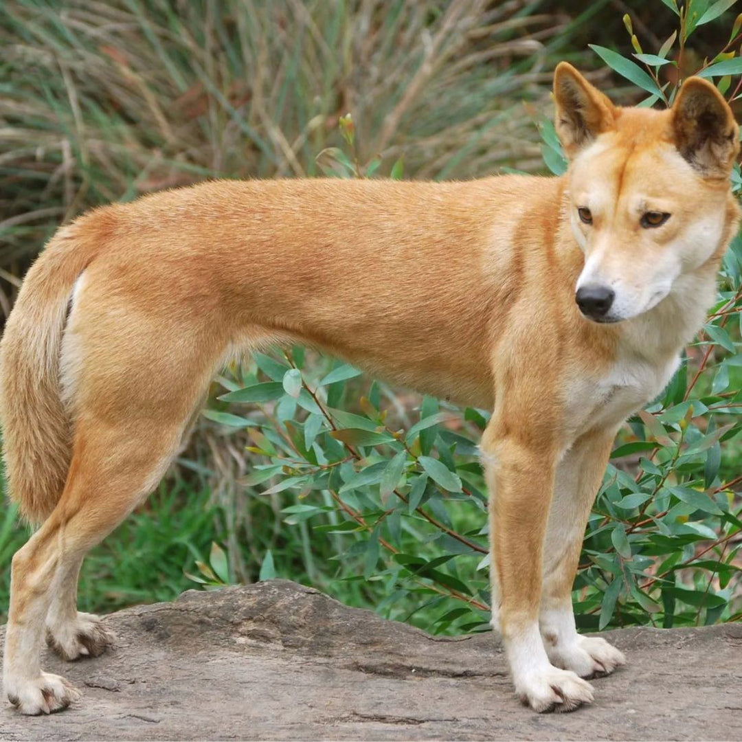 australian native dingo dog stuffed plush toy