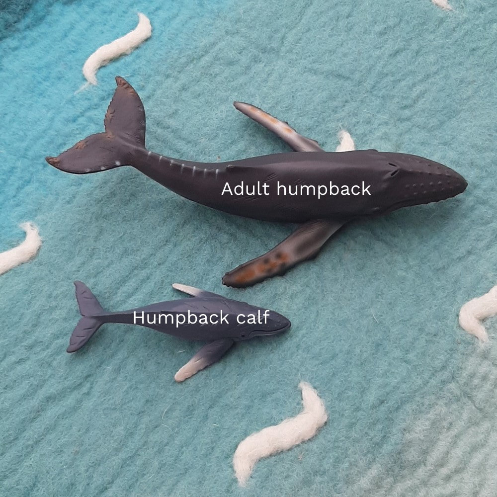 baby humpback whale calf toy australia 