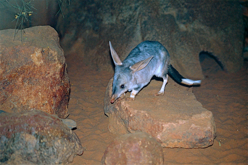 Bilby Australia native marsupial animals