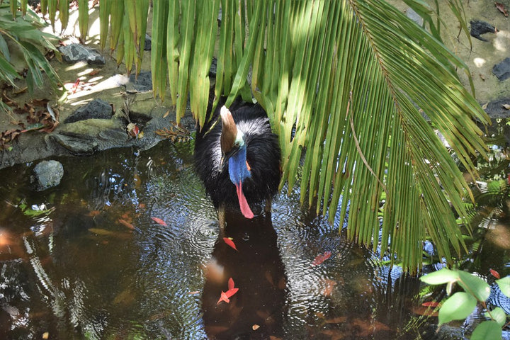 Cassowary native Australian birds