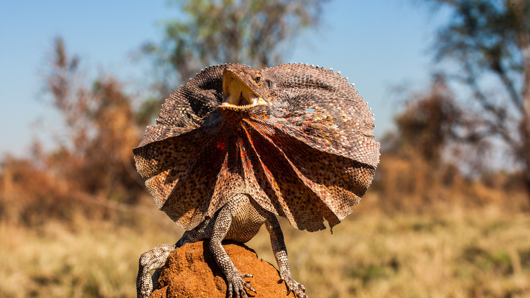 frill_necked_lizard_toy_australia