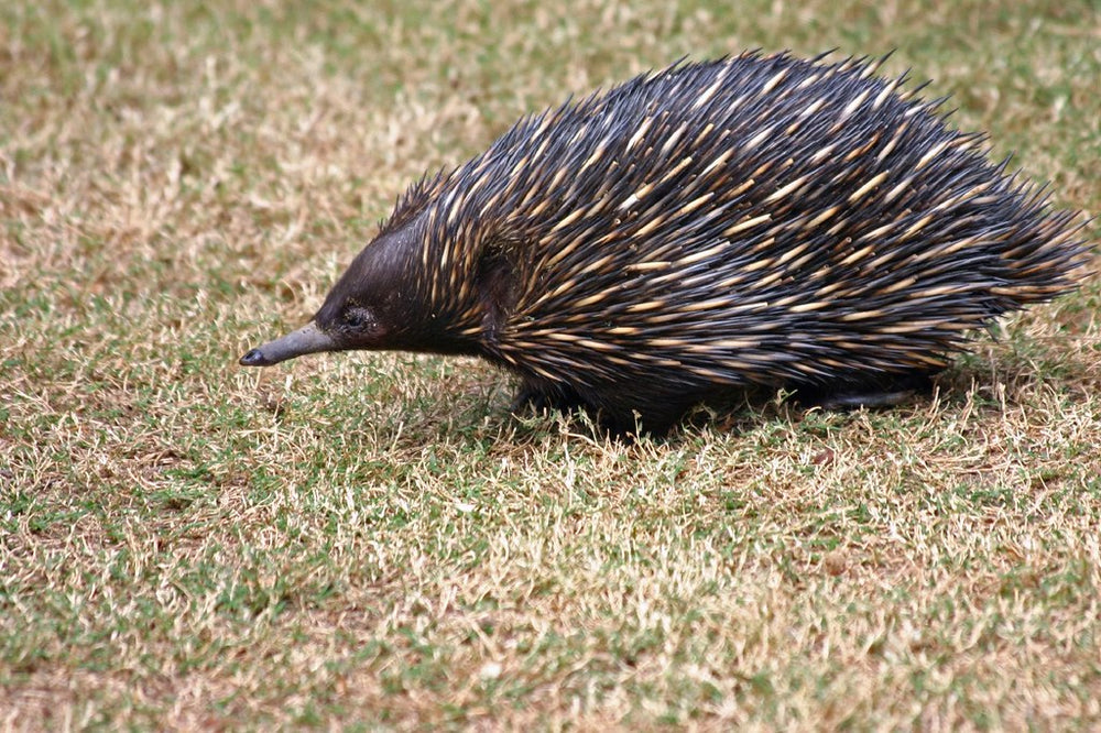 echidna Australia native animals 