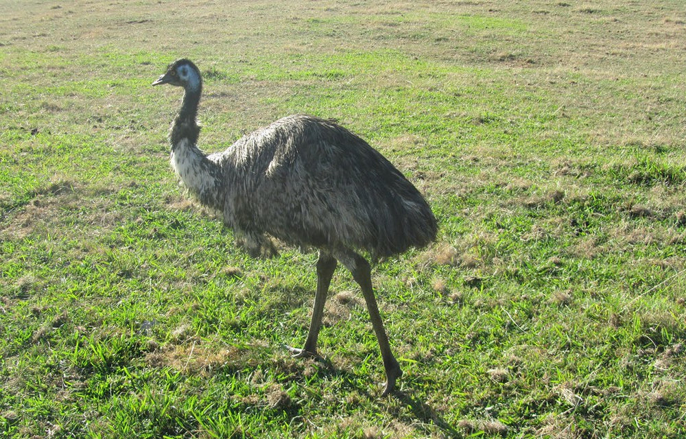 emu Australian native bird