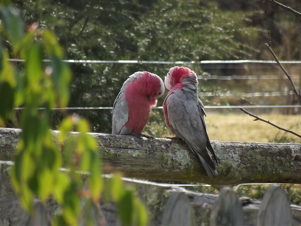 Galah native Australian birds