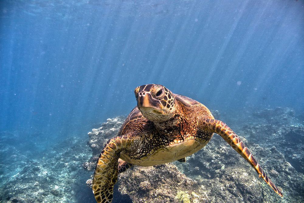 green sea turtle Australia Great Barrier Reef