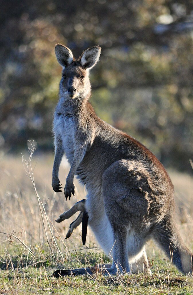 kangaroo joey Australia native animals marsupial