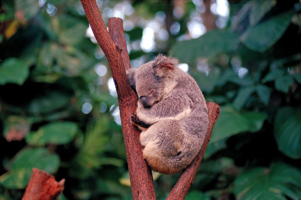 Koala native Australian animals kids facts