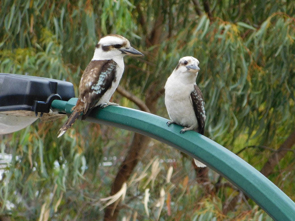 Australian Kookaburra birds