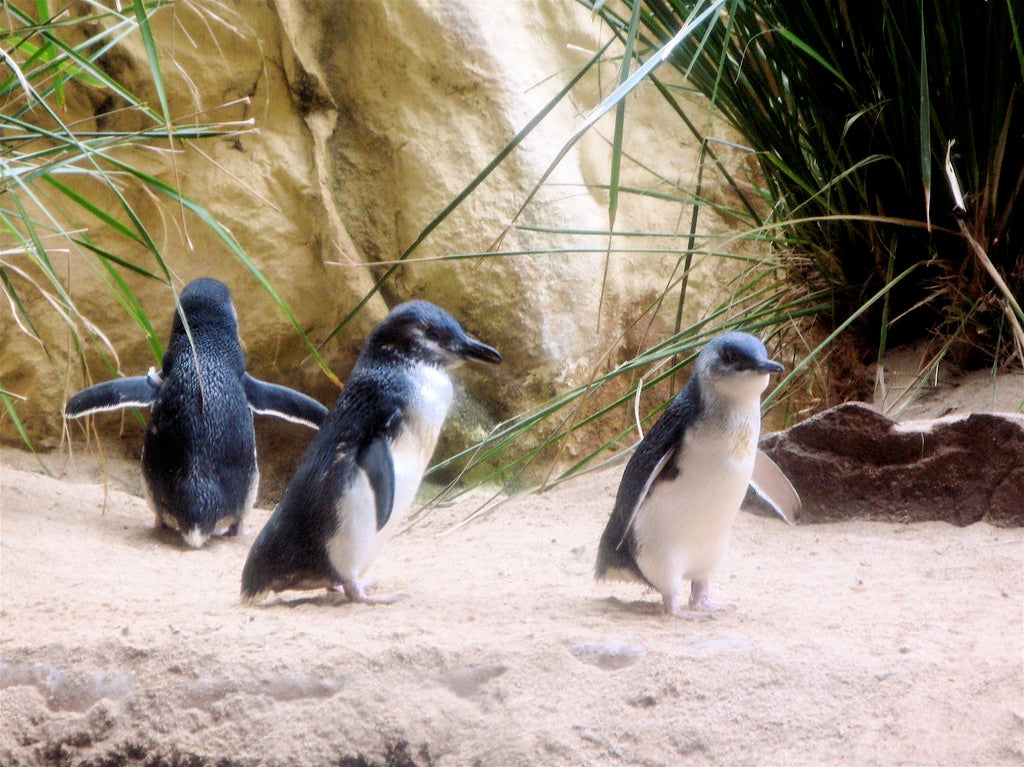 little blue fairy penguins Australia parade Philip Island