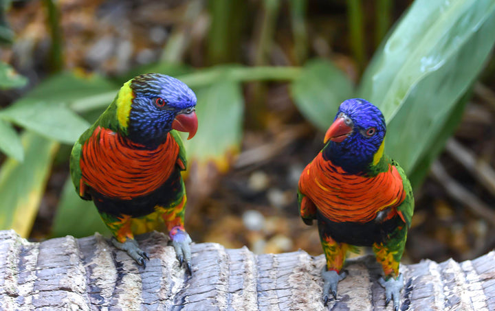 lorikeet Australian native birds kids facts