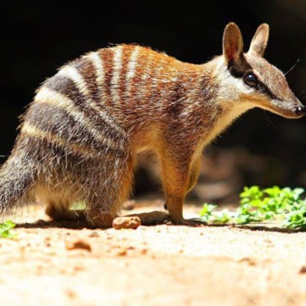 numbat walpurti noombat toy australia