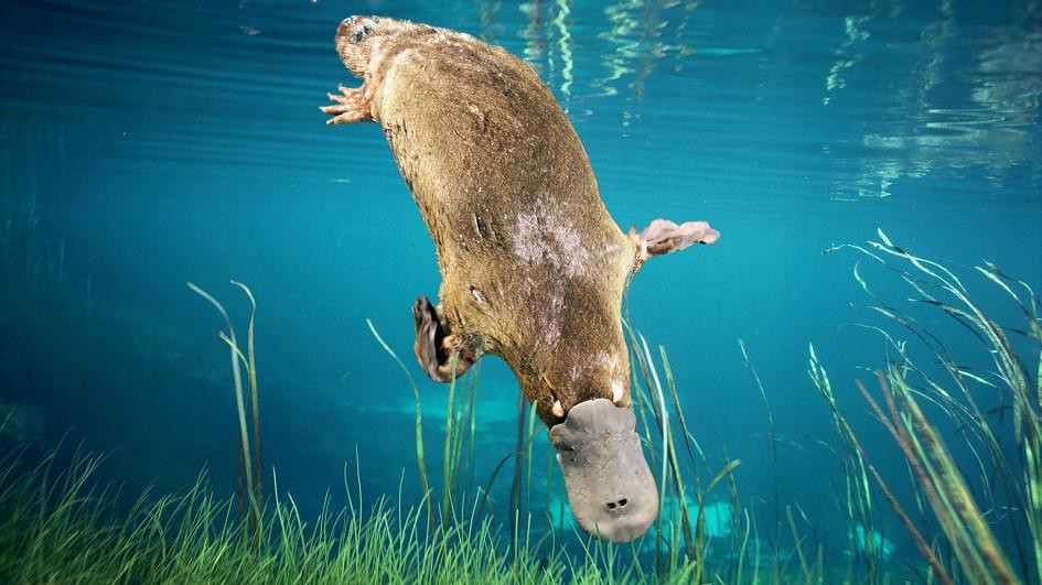 platypus Australia native animal kids facts