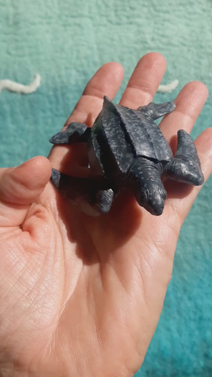 videos showing realistic detail of native Australian leatherback sea turtle toy
