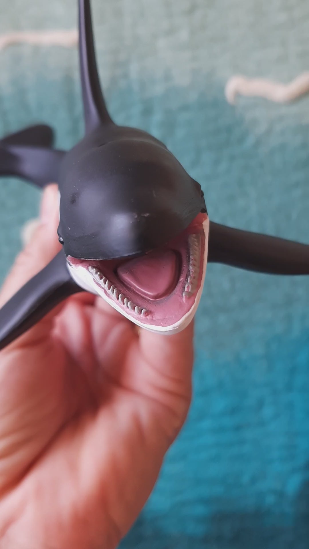 Australia_toy_orca_killer_whale_model_detailed_lifelike_realistic