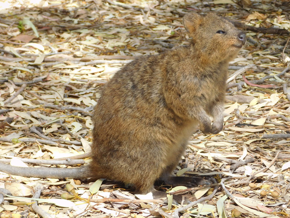 Quokka Australian native animals