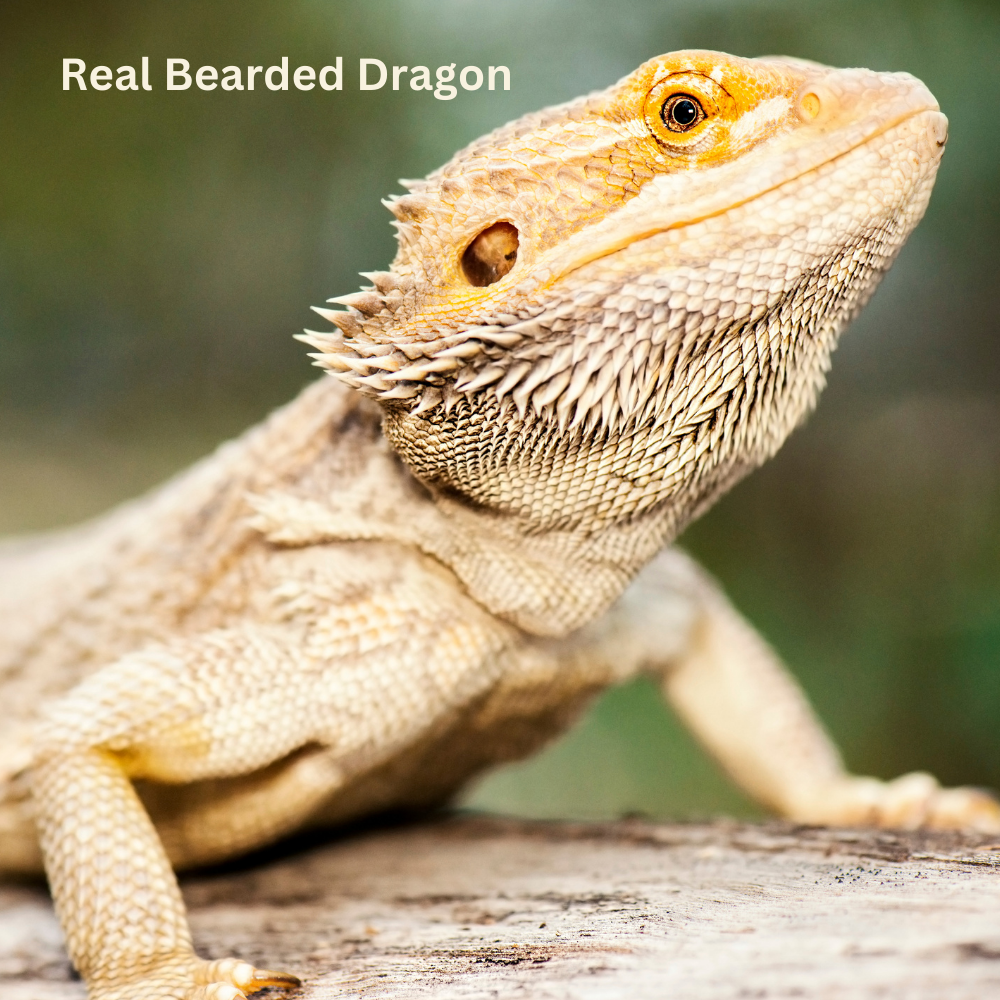 Australia bearded dragon toy realistic lifelike