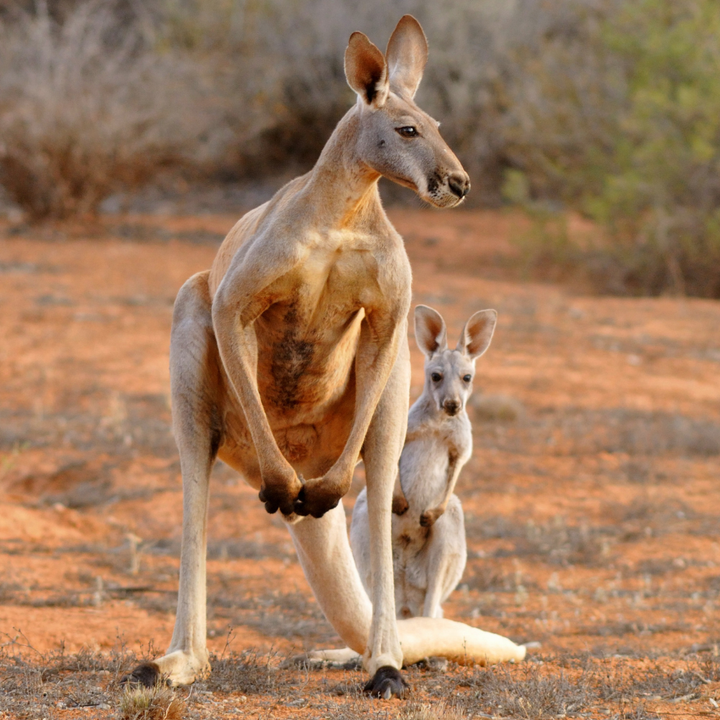 red kangaroo fun fact Australian animals kids