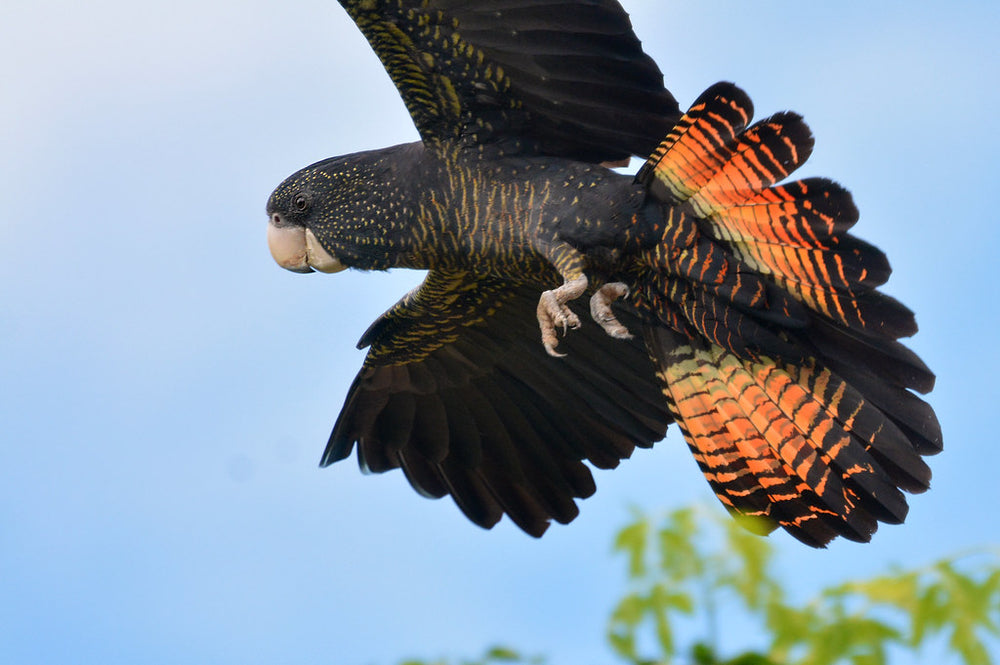 red tailed black cockatoo Australia native bird