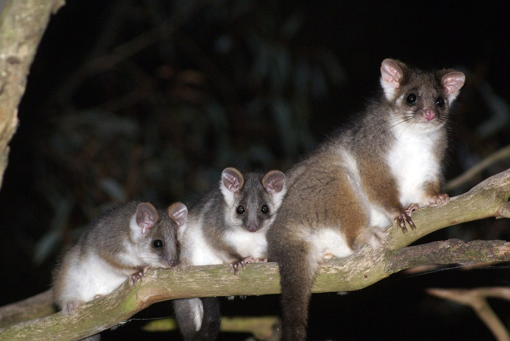 ringtail possum stuffed plush toy australia