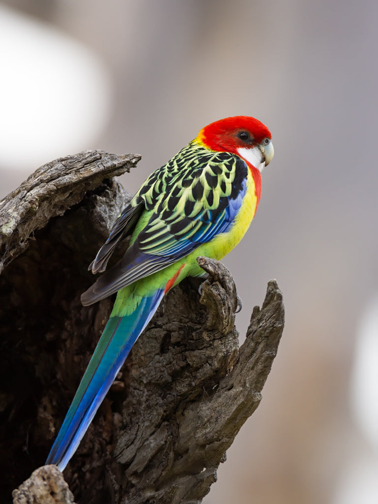 Rosella parrot Australian native bird kids facts