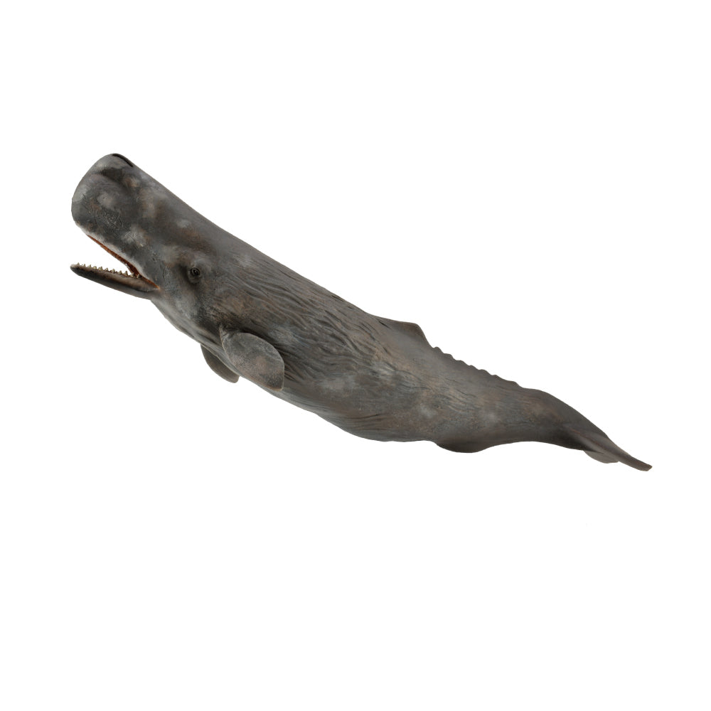 sperm whale mini zoo Australia CollectA native-animals-sea-mammals figurine CO88835 88835 detailed realistic 