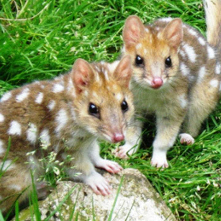 Spotty the Eastern Quoll - 30cm